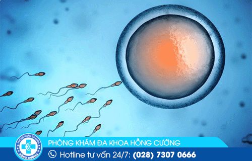 Trứng và tinh trùng thụ tinh thành công sẽ dẫn đến việc mang thai