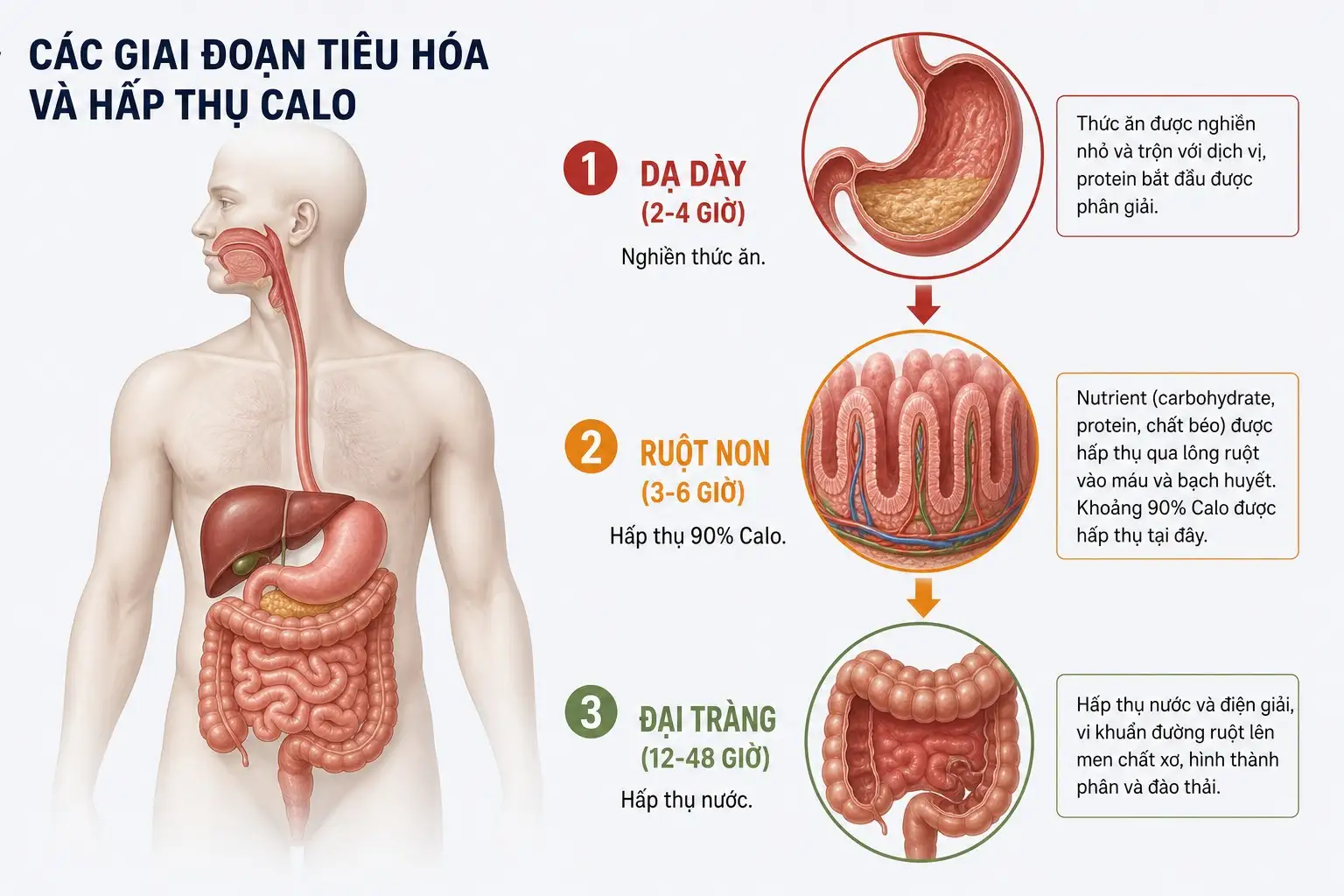 Infographic quá trình hấp thụ calo tại ruột non và tạo phân tại đại tràng.