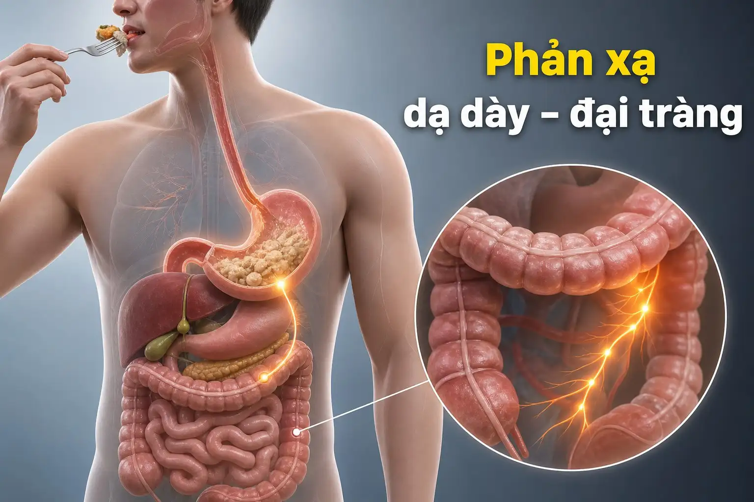 Minh họa phản xạ dạ dày - đại tràng khi thức ăn vào dạ dày gây nhu cầu đi vệ sinh.