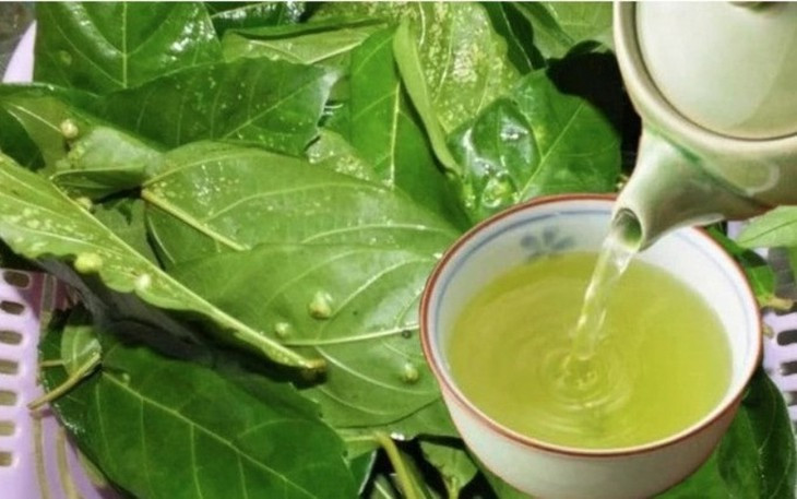 uống nước lá sung có giảm cân không 6778