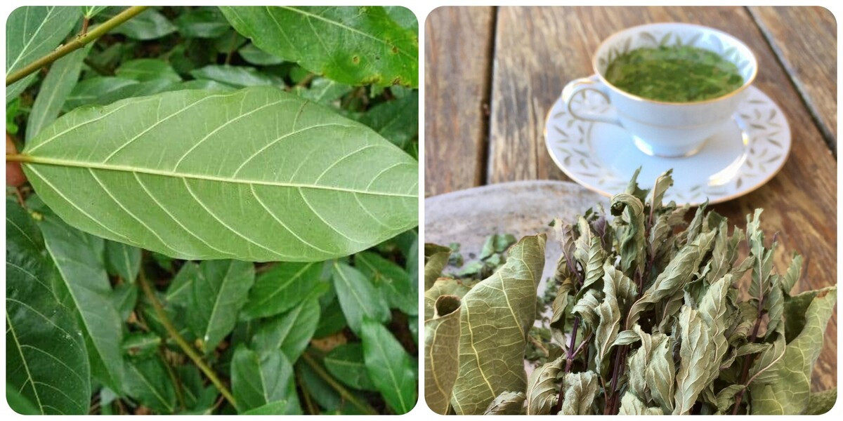 uống nước lá sung có giảm cân không 7434