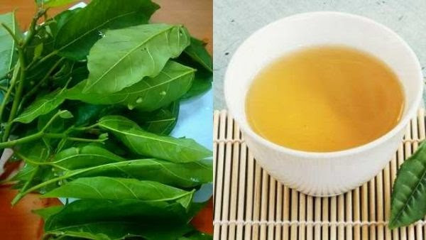 uống nước lá sung có giảm cân không 9823