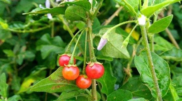 Uống cà gai leo có giảm cân không? Giải đáp chi tiết 9899