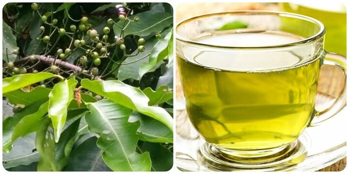 Uống lá vối có giảm cân không? Cách uống đúng để gầy 4757