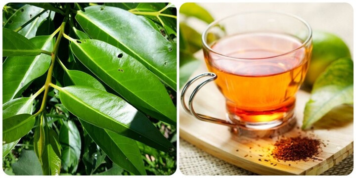 Uống lá vối có giảm cân không? Cách uống đúng để gầy 7907