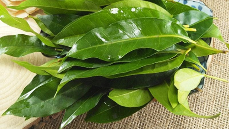 Uống lá vối có giảm cân không? Cách uống đúng để gầy 8035